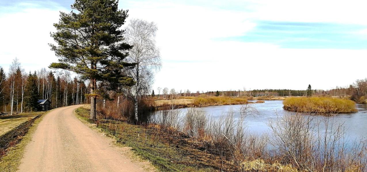 penkkatie keväällä