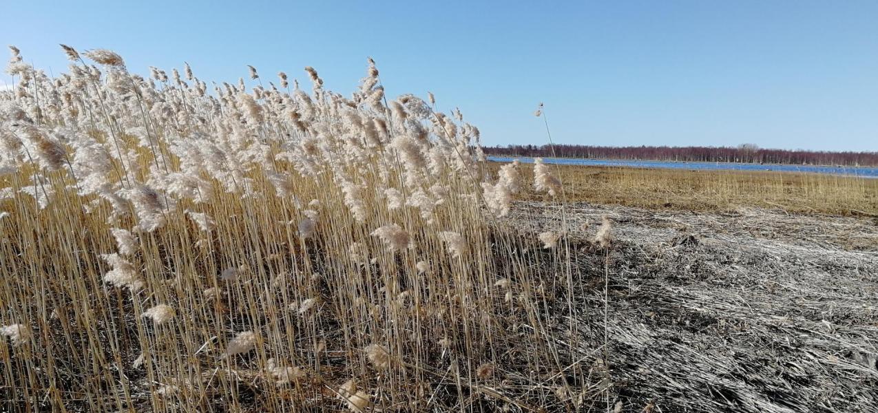 Tankokarin kevät maisema